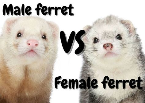 Ferret Breeds, Baby Ferrets, Male Vs Female, Female Base, 6 Month Olds, Left Alone, Cool Pets, Ferret, Home A