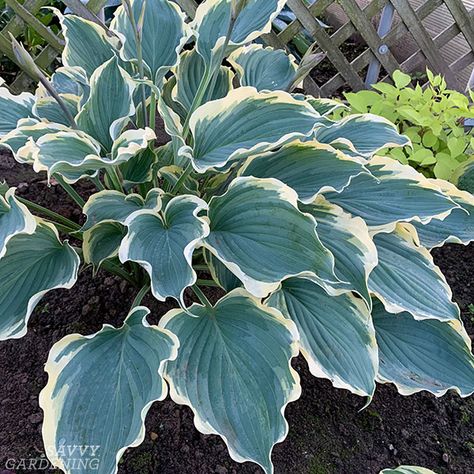 Blue Hosta Varieties to Plant in a Perennial Garden Hosta Landscaping, Hope Springs Eternal, Variegated Hosta, Blue Hosta, Summer Plant, Plant Types, Plantain Lily, Hosta Varieties, Hosta Gardens