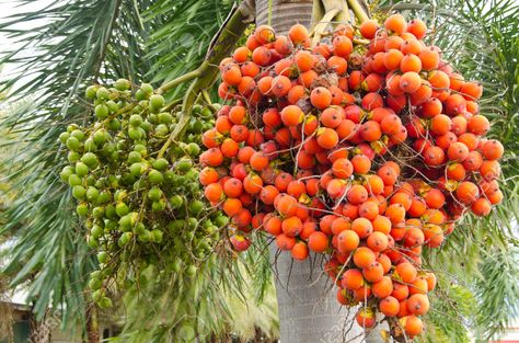 Betelnut - Supari-  Areca Catechu Areca Catechu, Sagada, Fruit Bearing Trees, Betel Nut, Bodybuilding Recipes, Backyard Seating, Green Magic, Stuff For Sale, Rice Terraces