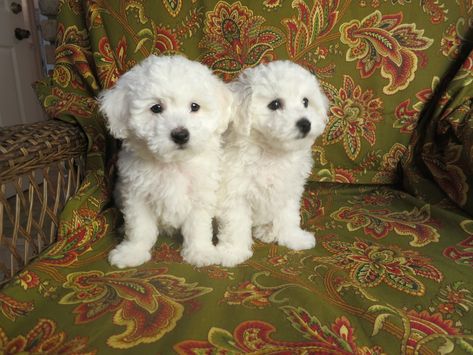 Bison Frise Puppies, Bichon Frise For Sale, Bichon Frise Puppy, Cute Small Dogs, Hypoallergenic Dogs, Dog Smells, Bichon Frise Dogs, Fluffy Coat, Indoor Pets