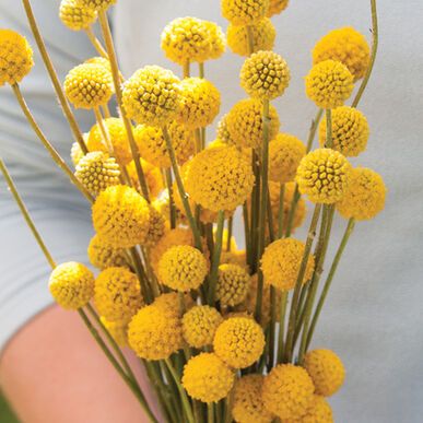 Yellow Flowers, Seeds, Sun, Yellow, Flowers, White