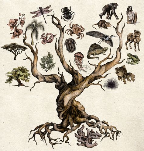 Darwin's Tree of Life by Katy Wiedemann - Digital Art, Drawing, Illustration via @Behance Darwin's Tree Of Life, Tree Of Life Biology, Evolution Artwork Illustration, Growth And Evolution Art, Taxonomy Illustration, Natural Science Illustration, Taxonomy Drawing, Katy Wiedemann, Evolution Aesthetic