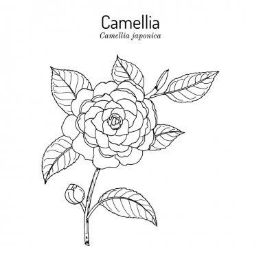 Tattoo Japonais, Japanese Camellia, White Camellia, Camellia Japonica, Flower Outline, Tattoo Bracelet, Line Flower, Flower Sketches, Camellia Flower