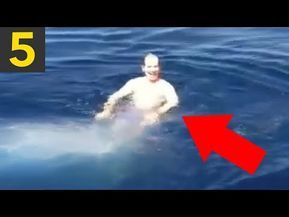 Shark Attacks Real, Funny Shark Pictures, Baby Great White Shark, Shark Videos, Largest Great White Shark, Shark Gif, Shark Background, Shark In The Ocean, Sharks Scary