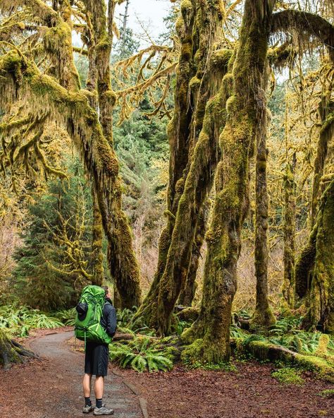 Backpacking the Hoh Rainforest on the Olympic Peninsula, WA | Adventures of A+K (@adventuresofaplusk) Hoh Rainforest Washington, Hoh Rainforest, Pacific Northwest Travel, Washington Hikes, Camping Photography, Olympic Peninsula, Rain Forest, Olympic National Park, Destination Voyage