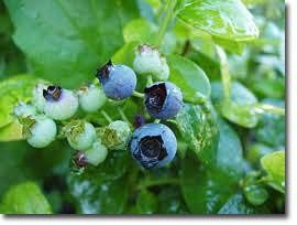 Top Five Edible Shrubs for the Backyard Food Forest Garden (Canberra, Australia) Blueberry Varieties, Backyard Food, Food Forest Garden, Growing Blueberries, Blueberry Plant, Blue Berries, Blueberry Bushes, Blue Fruits, Garden Shrubs