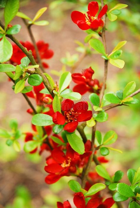 Chaenomeles japonica, called Japanese quince or Maule\'s quince, is a shrub that blooms in spring and has red flowers royalty free stock images Chaenomeles Japonica, Japanese Quince, Mosaic Ideas, Quince, Red Flowers, Stock Images Free, Mosaic, Royalty Free, Royalty