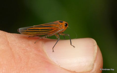 Leafhopper, Ecuador, Bugs, Insects, Bugs And Insects