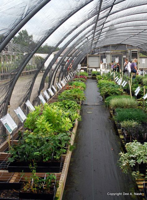 One of the greenhouses at Plant Delights. Plant Nursery Ideas Greenhouses, Public Greenhouse, Garden Center Displays, Green House Design, Veggie Gardens, Garden Layouts, Rose Nursery, Walk In Greenhouse, Greenhouse Interiors