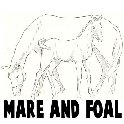 How to Draw Momma and Baby Horse (Mare and Foal) Drawing Tutorial Horse And Foal Drawing, Foal Drawing, Horses Drawings, Wall Draw, Horse Quilts, Horse Pencil Drawing, Horse Projects, Brush Lettering Tutorial, Bookbinding Ideas