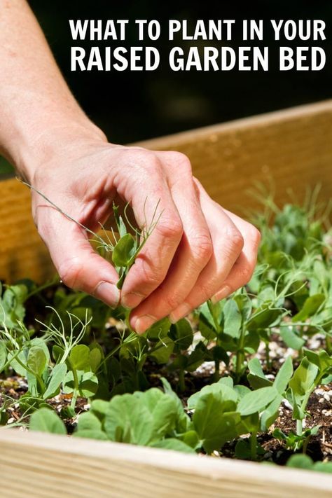 Raised bed gardening is like a secret shortcut to having a beautiful harvest even during your first year! via @jugglingactmama Veg In One Bed, Birdies Raised Garden Beds Layout, Garden Bed Preparation, Soil Amendments For Raised Beds, Cedar Fence Posts, Diy Cedar Planter Box, Preparing A Garden Bed, Pea Trellis, Plants For Raised Beds