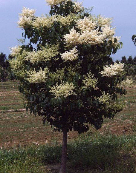 Syringa reticulata ‘Ivory Silk’ - Moon Nurseries Syringa Reticulata, Lilac Trees, White Trees, Lilac Tree, Moon Nursery, Ornamental Trees, Ivory Silk, White Tree, Flowering Trees