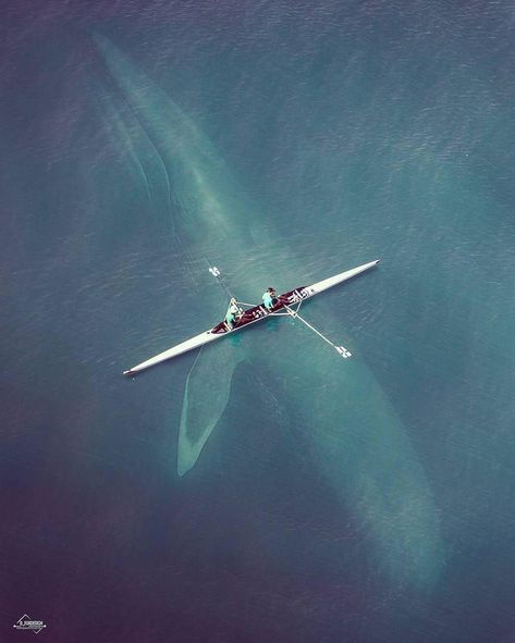 Magical Under water world (Tired earth group) - Album on Imgur Water Life, Blue Whale, Narwhal, Ocean Creatures, Big Fish, In The Ocean, Rowing, Ocean Life, Sea Animals