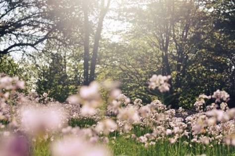 All The Bright Places, Alam Yang Indah, What’s Going On, Nature Aesthetic, Flower Field, Ipad Wallpaper, Pretty Flowers, Pretty Pictures, Film Photography