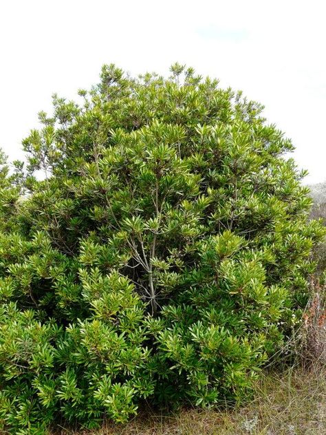 Myrica californica, Pacific Wax Myrtle   - mix in with existing deciduous plants along fence line -evergreen - grows to 15' -native to CA coastline, best in afternoon shade in inland areas - likes occasional water during summer in small amounts, but not necessary Wax Myrtle, Nitrogen Fixation, Trees For Front Yard, Evergreen Bush, Wind Break, California Native Plants, Fragrant Garden, California Garden, Smart Garden