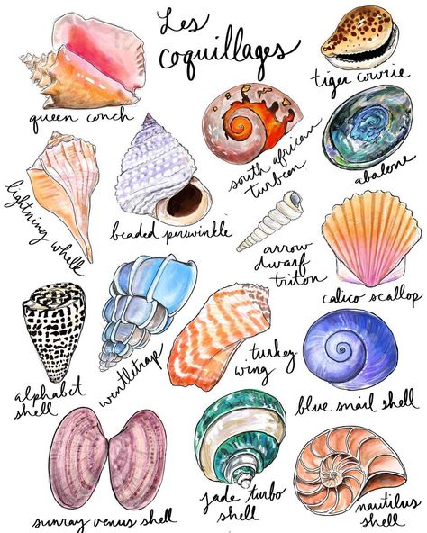 Paint Shells, Idea To Paint, Nautilus Shell, Snail Shell, Painted Shells, Scandinavian Minimalism, Scallop Shell, Scallop Shells, Surf Art