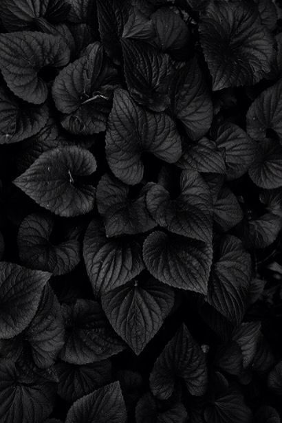 Black leaves | Poison garden | Aesthetic Wallpaper Hitam, Black Gold Jewelry, Tapeta Galaxie, Black Leaves, Black Flowers, Black Aesthetic Wallpaper, Black Textures, Foto Inspiration, Black Magic