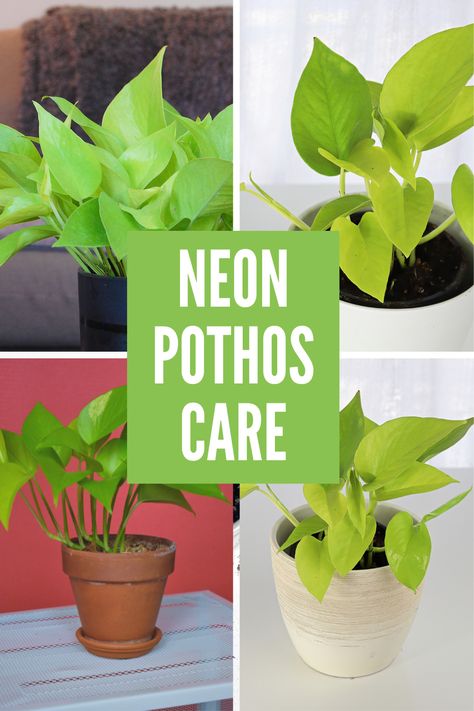 Pothos Plant Care, Pruning Plants, Neon Pothos, Miracle Grow, Green Chartreuse, Golden Pothos, Pothos Plant, Indoor Plant Care, Plant Guide