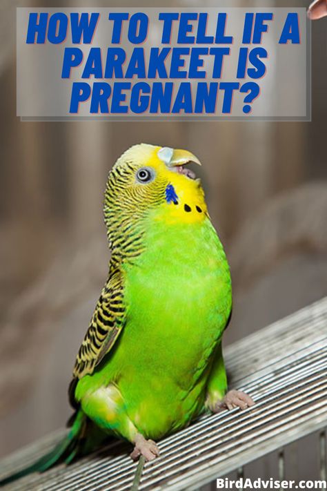 In this article, I have shared information on pregnant parakeet signs and how to tell if a parakeet or budgie is pregnant. Also on how do parakeets mate. Parakeet Information, Parakeet Behavior, Fancy Parakeet, Breeding Budgies, Budgie Care, Baby Parakeets, Budgie Food, Parakeet Colors, Parakeet Care