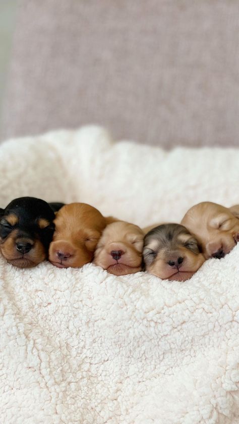 🥜 Peanut’s Instagram post: “Do not disturb 😴” Newborn Puppy Photoshoot Ideas, Puppy Photoshoot Ideas, Puppy Photoshoot, Newborn Puppy, Sheltie Puppy, Puppy Litter, Puppy Pics, Advertising Pictures, Puppy Photography