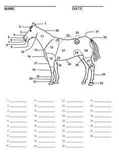 Blank Horse Parts Worksheet Anatomy Worksheets, Horse Judging, Equine Science, Horse Lessons, Horse Information, Horse Club, Horse Facts, Horse Info, Horse Anatomy