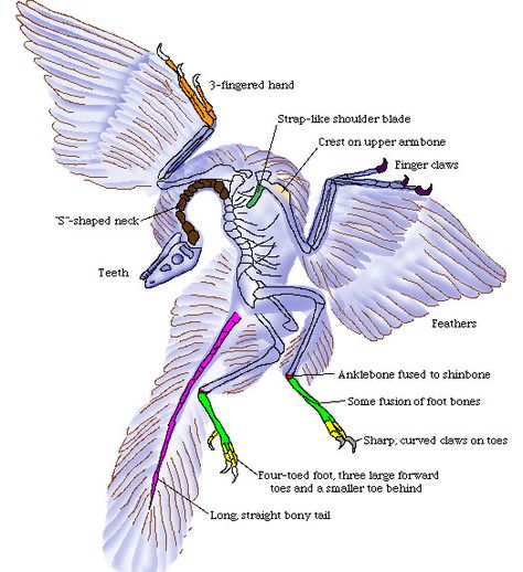 archaeopteryx Feathered Raptor, Fossil Art, Science Rules, Dramatic Eyes, Bird Wings, Extinct Animals, Dinosaur Art, Prehistoric Creatures, Prehistoric Animals