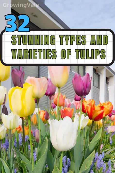 Types of Tulips Types Of Tulips, Growing Tulips, Parrot Tulips, Types Of Flowers, Have You Tried, Beautiful Blooms, You Tried, Different Types, Parrot