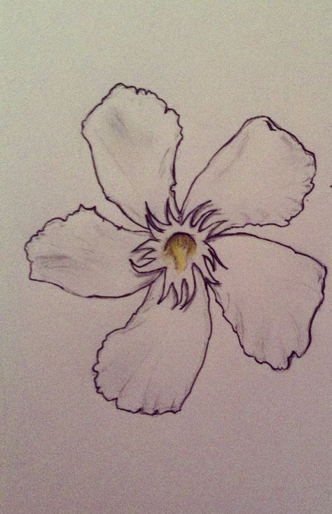 Oleander Flower Tattoo, Oleander Drawing, White Oleander Tattoo, Linden Flower Tattoo, Oleander Tattoo, White Oleander Quotes, Oleander Illustration, White Oleander Poster, Oleander Flower