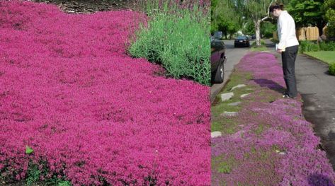 Red Creeping Thyme: The Beautiful Pink Lawn You Never Have to Mow, Water or Weed Creeping Thyme Lawn, Thyme Lawn, Red Creeping Thyme, Clover Lawn, Edible Grass, Creeping Thyme, Crop Farming, Lawn Alternatives, Weeds In Lawn