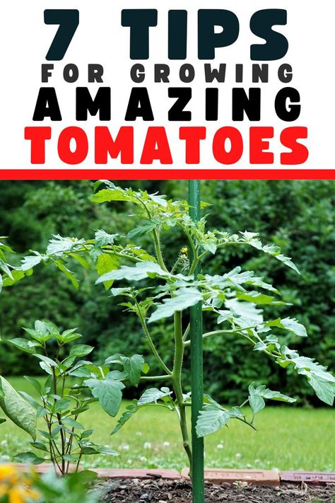 Tips for growing amazing tomato plants How To Propagate Tomato Plants, How Often To Water Tomato Plants, Tomato Pruning Tips, Miracle Grow How To Use, Best Way To Plant Tomato Plants, Tomato Planting Tips, How To Grow Tomatoes In Containers, Fertilizing Tomato Plants, Tomatoe Plant Care