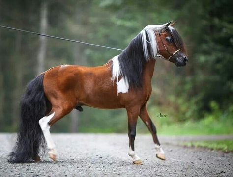 World Grand Champion mini horse Facts About Horses, Miniature Ponies, Mini Horses, Amazing Horses, Horse Facts, Pony Breeds, Miniature Horses, Morgan Horse, Barrel Racing Horses