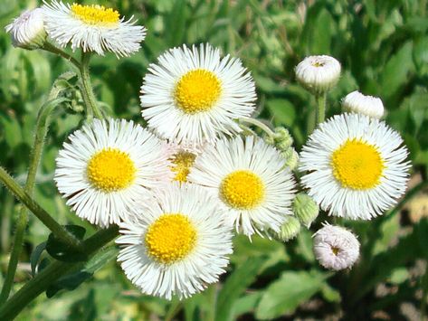 The Ultimate Guide to Daisy Fleabane: Growing, Benefits, and Uses Daisy Fleabane, Lawn Pests, Tea History, Red Plants, Wild Beauty, Fruit Seeds, Tree Seeds, Organic Living, Grass Seed