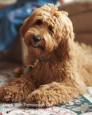 Is this labradoodle really smiling? Goldendoodle Haircuts, Doodle Dogs, Golden Doodles, Australian Labradoodle, Labradoodle Puppy, Mini Goldendoodle, Empty Nest, Golden Doodle, Doodle Dog