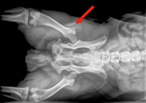 When you own a French Bulldog, there are many things you are warned to be on the lookout for and one of those is hip dysplasia. Most people think of dysplasia being a problem for large breed dogs, but it is something that can happen to any breed. In fact, with bulldogs, it is often a genetic issue or due to obesity. The best way to handle French Bulldog hip dysplasia is to go into ownership knowing as much about the condition as possible. Bulldog Training, Large Breed Dogs, Hip Problems, Hip Dysplasia, Breed Dogs, Large Dog Breeds, Genetic, French Bulldog, Bulldog