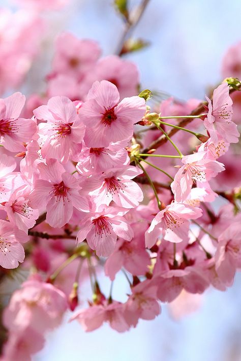 Pink Sakura, Sakura Flower, Sakura Cherry Blossom, Spring Beauty, Blossom Trees, Spring Blossom, Arte Floral, Tree Branch, Flowering Trees