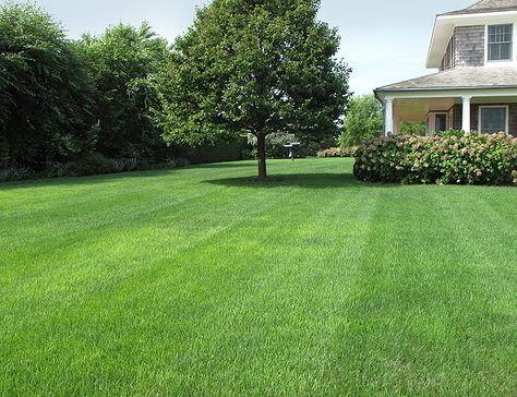 Big Grassy Backyard, Big Grass Backyard, Big Lawn Landscaping, Simple Grass Backyard, Garden Lawn Design, Large Grass Backyard, Open Backyard Landscaping Ideas, Big House Garden, Large Grass Backyard Ideas