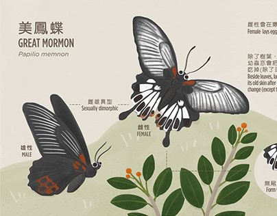 Butterfly Infographic, Wildlife Infographic, Animal Diagram, Animal Infographic, Garden Graphic, Nature Butterfly, Illustration Infographic, Signage Ideas, Japanese Nature