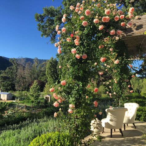 Brooke Giannetti, Patina Farm, Rose Garden Design, Rose Arbor, Pearly Gates, Rose Vine, Rose Vines, Mediterranean Garden, Charming Garden