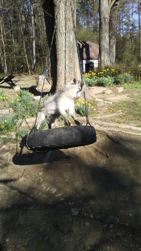 Goat Pen Aesthetic, Goat Playground Ideas Old Tires, Show Goat Pen Ideas, Goat Farm Aesthetic, Goat Toys Playground, Goat Playground Ideas Diy, Goat Paddock, Goat Playground Ideas, Goat Pen Ideas