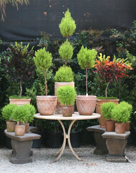 Best Topiary Plants, How To Grow A Topiary, Mini Topiary, Topiary Ball In Planter, Indoor Topiary, Pink Lemon Tree, Apartment Apothecary, Lemon Cypress, Ladew Topiary Gardens