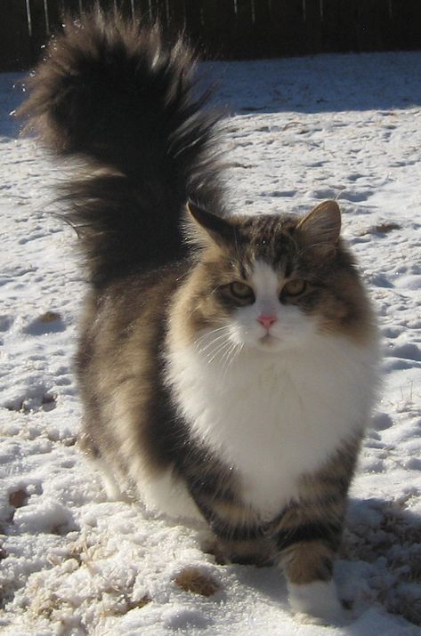 Siberian Forest Cat, Siberia Russia, Siberian Cat, Cat Breed, Forest Cat, Norwegian Forest Cat, Fluffy Cat, Cat Aesthetic, Cat Colors