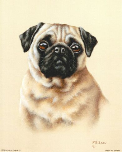 Judy Gibson / Koirat, pug portrait Pug Portrait, Dog Portrait Drawing, Pug Cartoon, Pug Face, Dog Club, Pug Pictures, Pug Art, Pug Dogs, Bull Terrier Dog