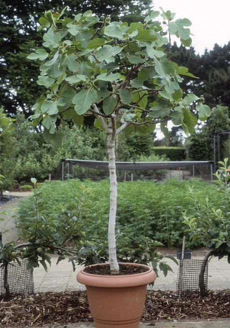 Small Tree In Pot, Blueberries In Pots, Growing Fig Trees, Grow Blueberries, Potted Fruit Trees, Fig Trees, Specimen Trees, Terracotta Pot, Terracotta Planter