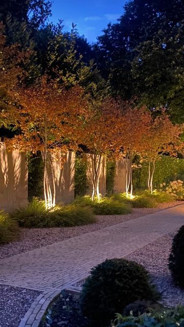 Polly Wilkinson Garden Design on Instagram: "To avoid the black mirror effect (when you sit inside at night and all you see is your reflection) , consider introducing subtle and sensitive lighting placement to instantly bring the garden back into view. These Amelanchier are currently ablaze with autumn colour and look even more spectacular with the warm glow of uplighters, and beautiful shadows decorating the walls behind. 🍁🔥" Lighting Placement, Modern Planting, House Lighting Outdoor, Garden Lighting Design, Side Yard Landscaping, Landscape Lighting Design, Small Courtyard Gardens, Backyard Plan, Outdoor Garden Lighting