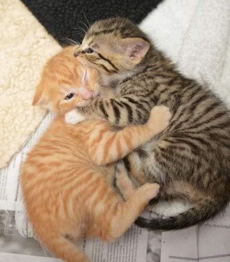 Cat Cuddle, Cute Cat Gif, Cat Aesthetic, Cute Cats And Kittens, Silly Cats, Pretty Cats, Cute Little Animals, Beautiful Cats