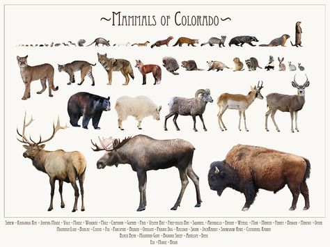 Colorado Wildlife, Colorado Animals, Animal Facts Interesting, Colorado Posters, Animals Information, Beer Poster, Ski Posters, Bird Poster, Animal Species