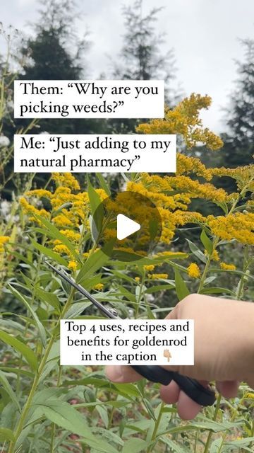 Toby Blais on Instagram: "🌿 Goldenrod: Nature’s Healing Herb! 🌿

Goldenrod is more than just a wildflower—it’s a powerful, natural remedy with so many benefits! Here are 4 simple ways to use it at home:

🌱 Goldenrod Tea 🌱 
**Recipe**: Use 1-2 tsp of dried goldenrod flowers and leaves
**Instructions**: Steep in 1 cup of hot water for 10-15 minutes, then strain
**Benefits**: Great for soothing seasonal allergies, reducing inflammation, and supporting respiratory health

🌱 Goldenrod Tincture 🌱 
**Recipe**: Fill a jar halfway with dried goldenrod, then cover with 80-proof alcohol (vodka works well!)
**Instructions**: Let it sit for 4-6 weeks, shaking daily, then strain into a dropper bottle 
**Benefits**: Take 20-30 drops in water to support kidney and urinary health and flush out toxins Goldenrod Tincture, Goldenrod Flower, Tinctures Recipes, Flush Out Toxins, Urinary Health, Reducing Inflammation, Herbal Tinctures, Seasonal Allergies, Respiratory Health