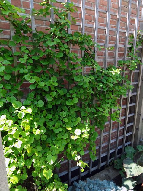 Climbing Hydrangea - east side of house with hosta below.  Will keep hydrangea off of the house. Climbing Hydrangea On Fence, Landscaping Patio, Green Roof Garden, Garden Front Of House, Small Patio Design, Cheap Garden, Climbing Flowers, Climbing Hydrangea, Garden Growing