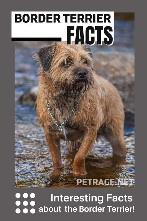 What do you know about the tenacious, brave Border terrier that originated from the Cheviot Hills on the border between England and Scotland? Here are 14 interesting facts about Border terriers. Green Dog Collar, Velvet Dog Collar, Personalized Leather Dog Collar, Wireless Dog Fence, Big Dog Breeds, Luxury Dog Collars, Dog Collar With Name, Cute Dog Collars, Designer Dog Collars