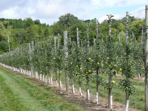 Fruit Garden Aesthetic, Farm Tourism, Homestead Layout, Potted Fruit Trees, Dessert Apple, Gardener Aesthetic, Training Vines, Apple Garden, Orchard Design